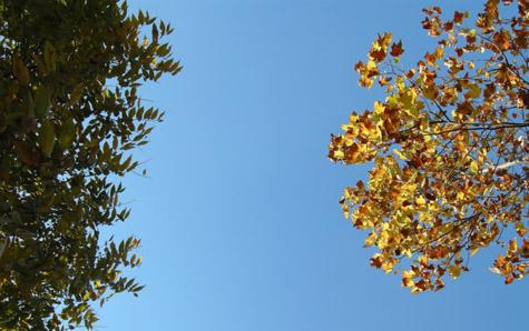 autumn, the rose, a cloudless sky